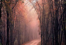 正名花间胜负，球队全力以赴寻求胜利